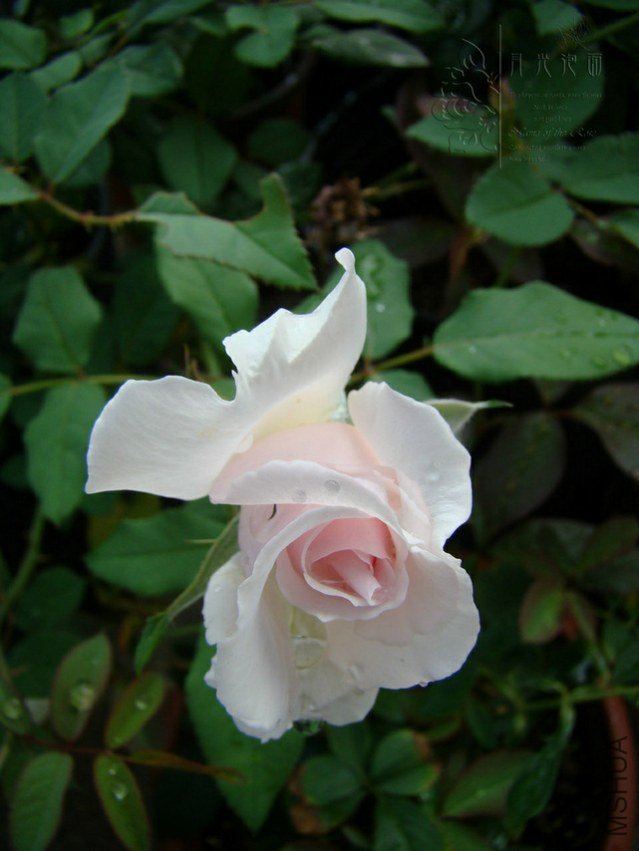 DSC00639.JPG