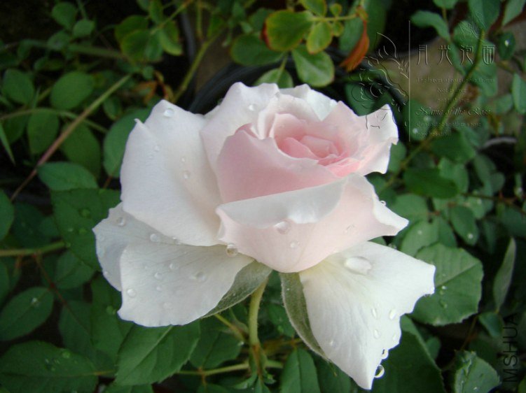 DSC00643.JPG