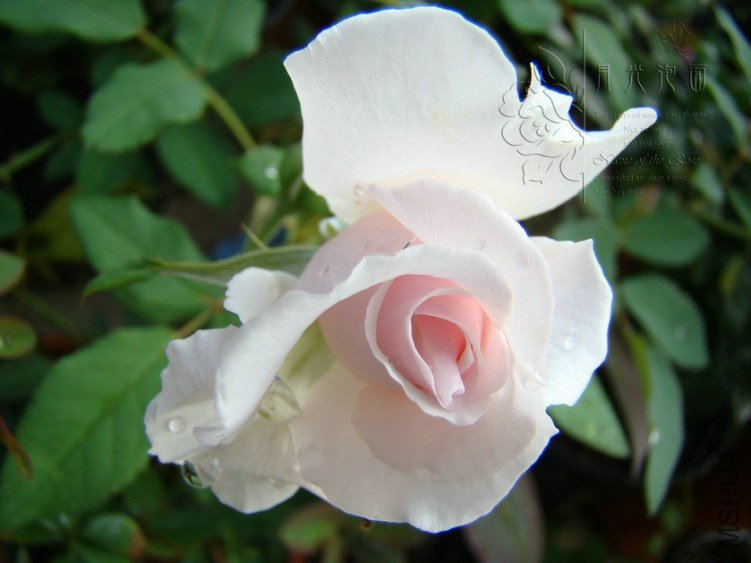 DSC00650.JPG
