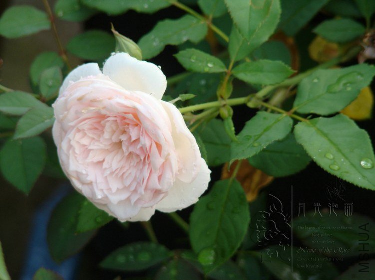 DSC00777.JPG