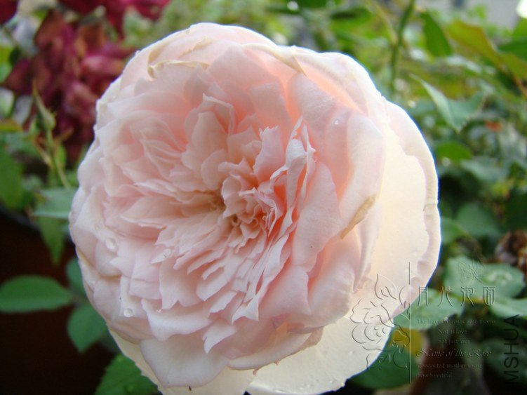 DSC00792.JPG