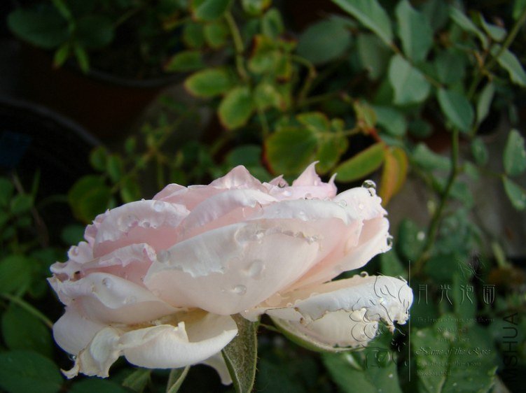 DSC00793.JPG