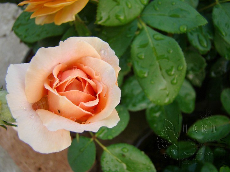 DSC00830.JPG