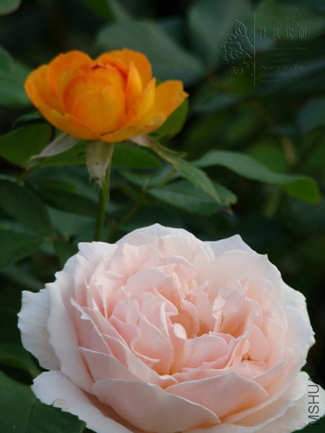 DSC00544.JPG