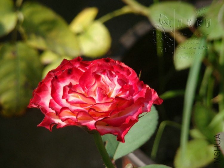 DSC00671.JPG