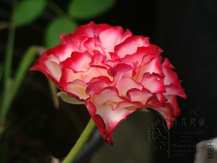 DSC00764.JPG