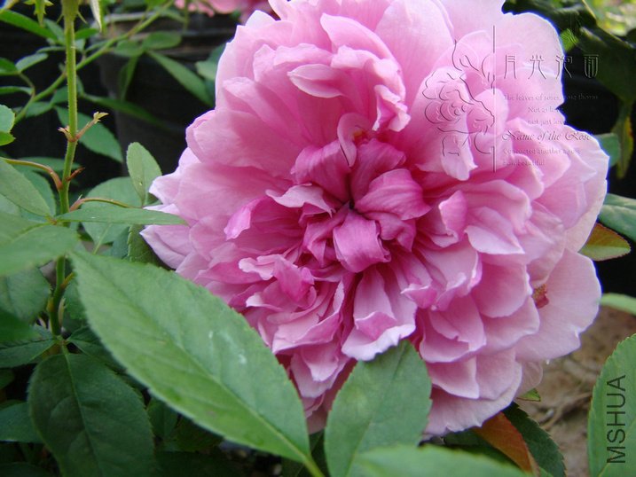 DSC00690.JPG