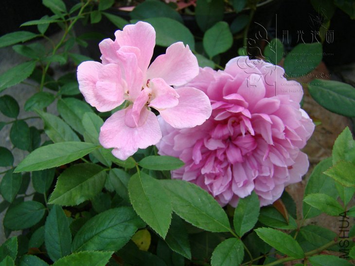 DSC00691.JPG