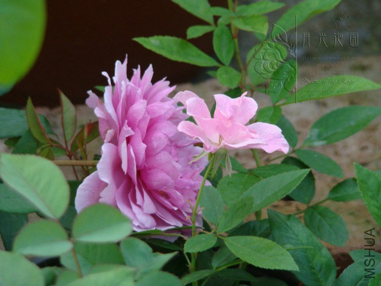 DSC00729.JPG