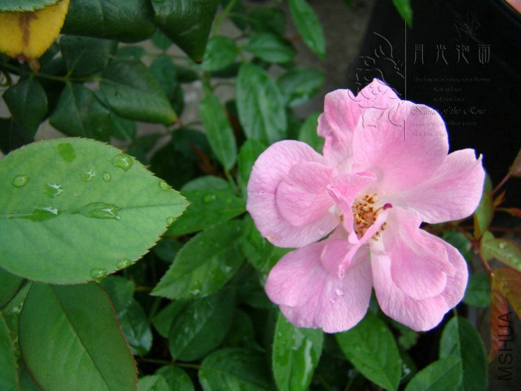 DSC00636.JPG