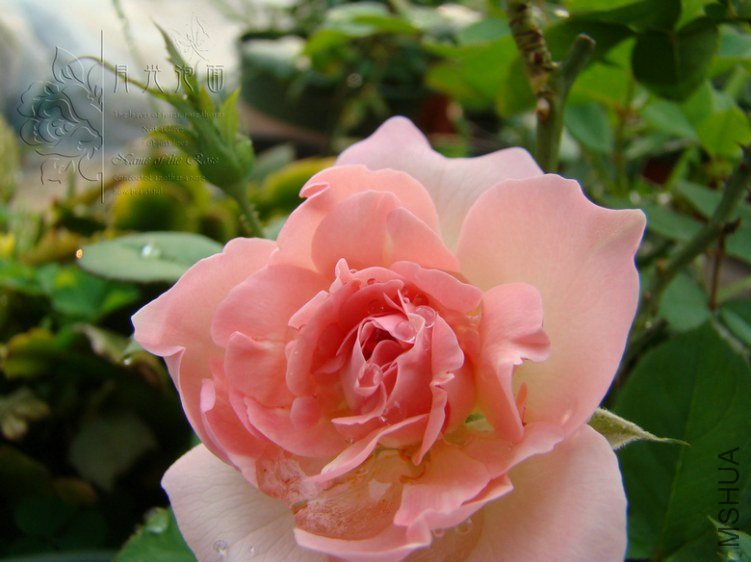DSC00838.JPG