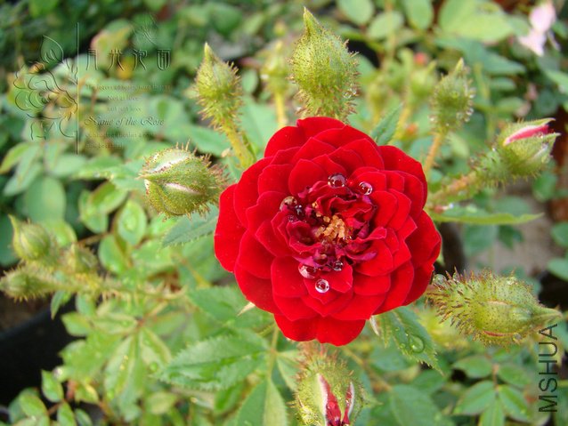 DSC00770.JPG