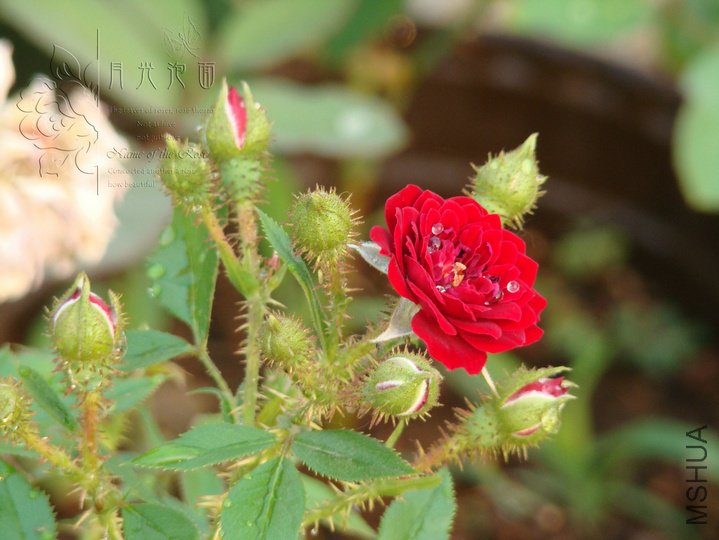 DSC00800.JPG