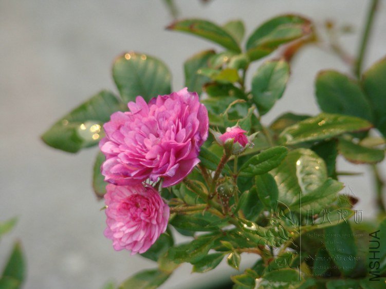 DSC00822.JPG