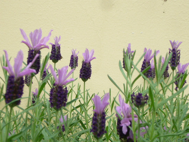 ����޹�²�20120429 002.jpg