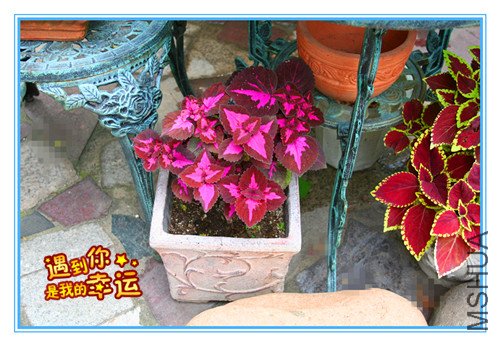 ��Ƭ 008_����.jpg