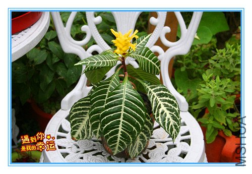 ��Ƭ 007_����.jpg