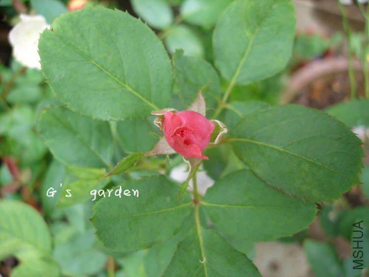 ���� �¼�.jpg