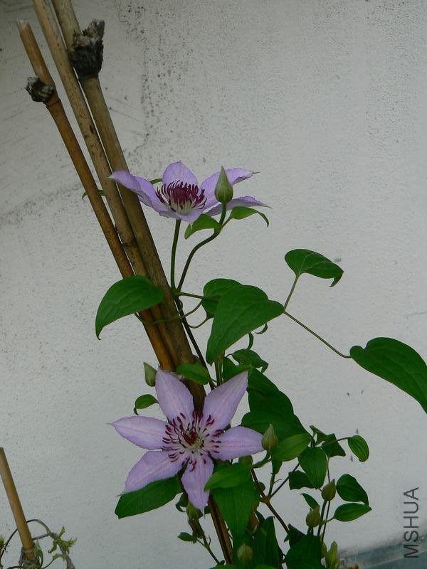 P1030134.jpg