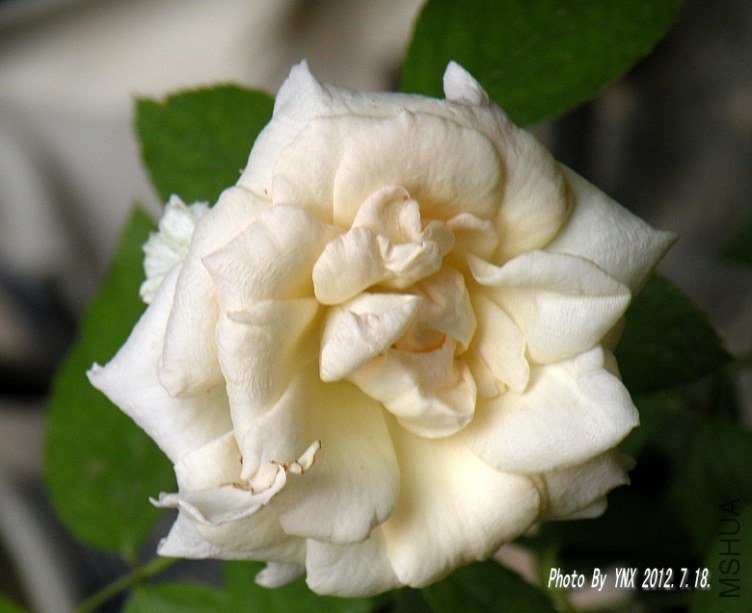 2012.7.18. 010_conew1.jpg