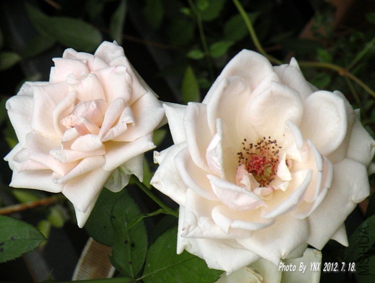 2012.7.18. 025_conew1.jpg