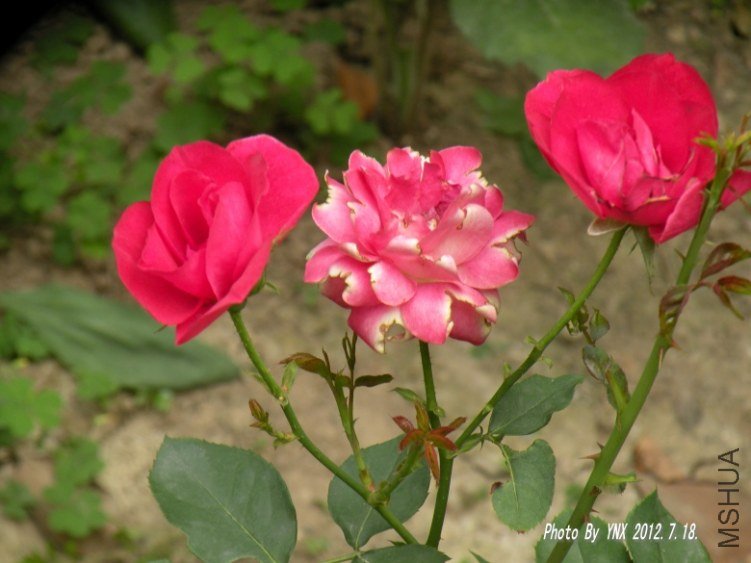 2012.7.18. 038_conew1.jpg