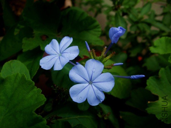 �岥��ѩ��