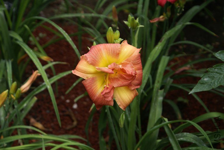 DSC06096_����.jpg
