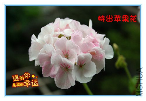 ��Ƭ 013_�����س�ƻ����.jpg