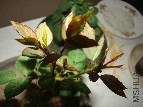 DSC03345.JPG