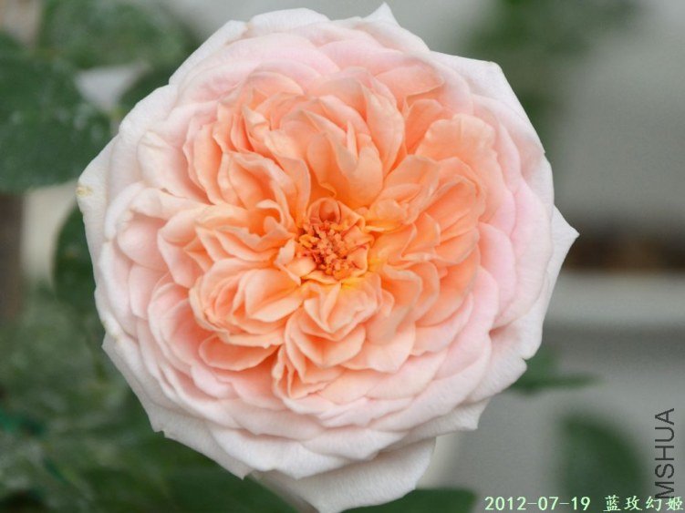 20120719 (8).JPG