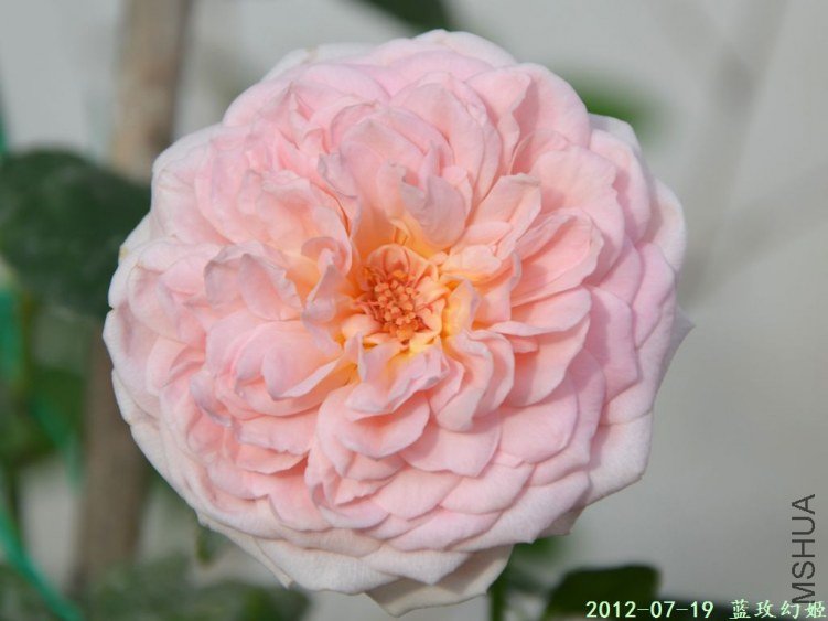 20120719 (9).JPG