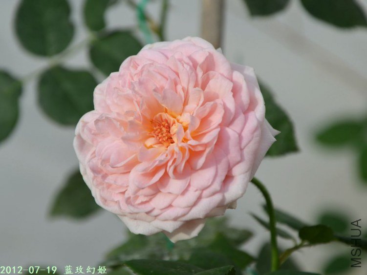 20120719 (10).JPG