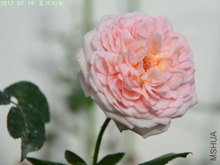 20120719 (11).JPG