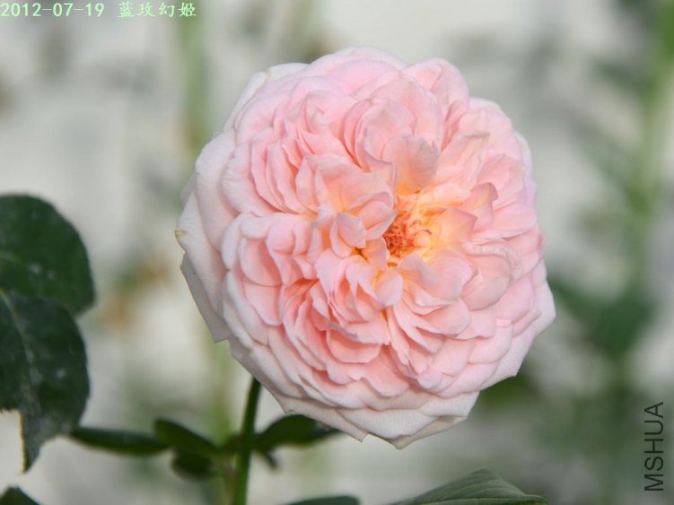 20120719 (12).JPG