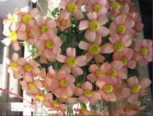 peach cream��.jpg