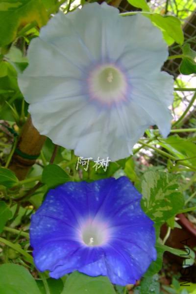 ��ï��֮���� 2012-0717(018).jpg