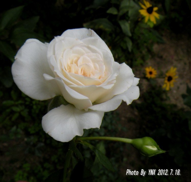 2012.7.18. 042_conew1.jpg