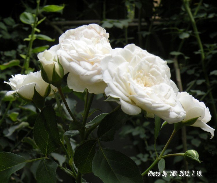 2012.7.18. 039_conew1.jpg