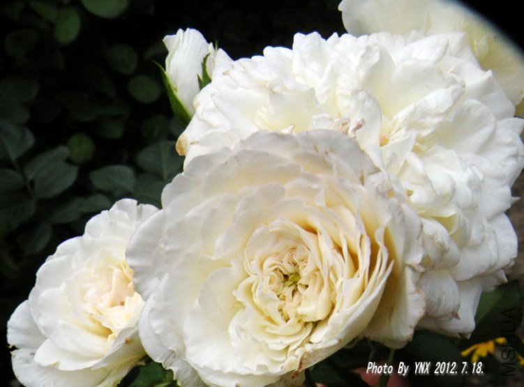 2012.7.18. 044_conew1.jpg