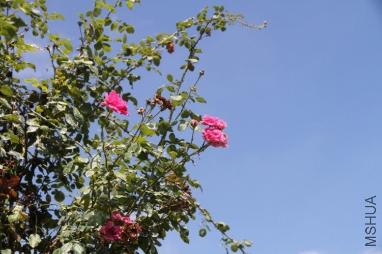 IMG_4104.JPG
