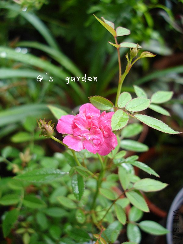 ���  ��΢.jpg