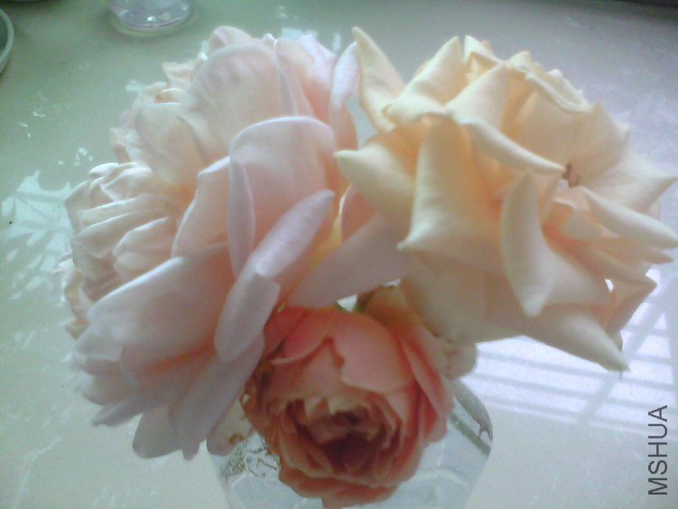 IMG0013A.jpg