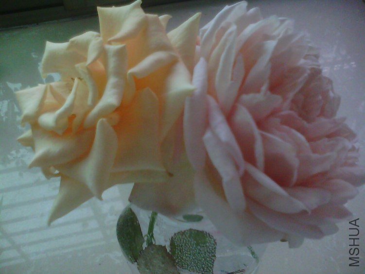 IMG0015A.jpg