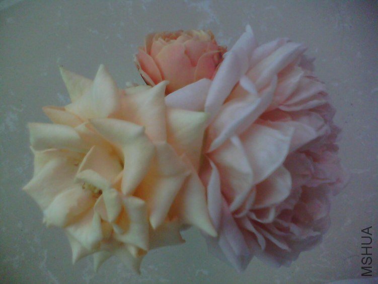 IMG0016A.jpg