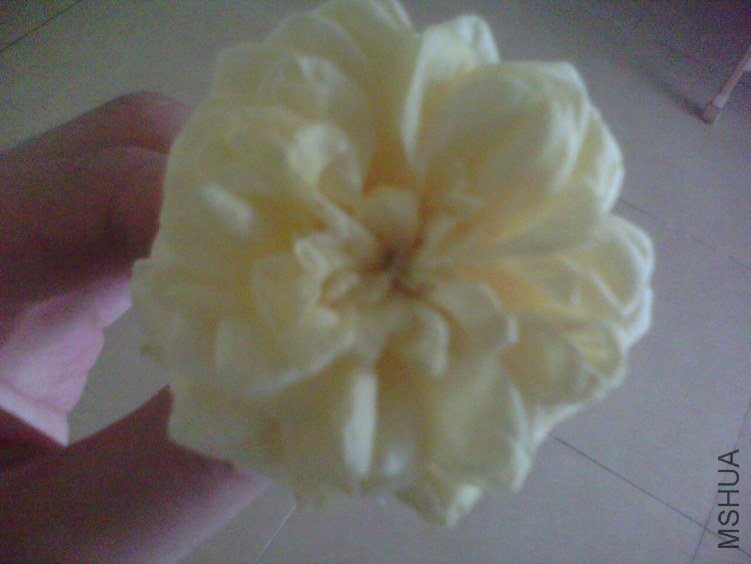 IMG0043A.jpg