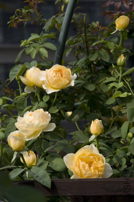 DSC_0017b.jpg