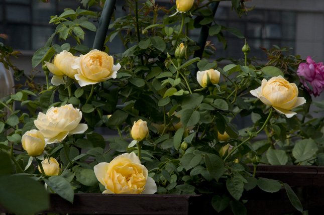 DSC_0016.jpg