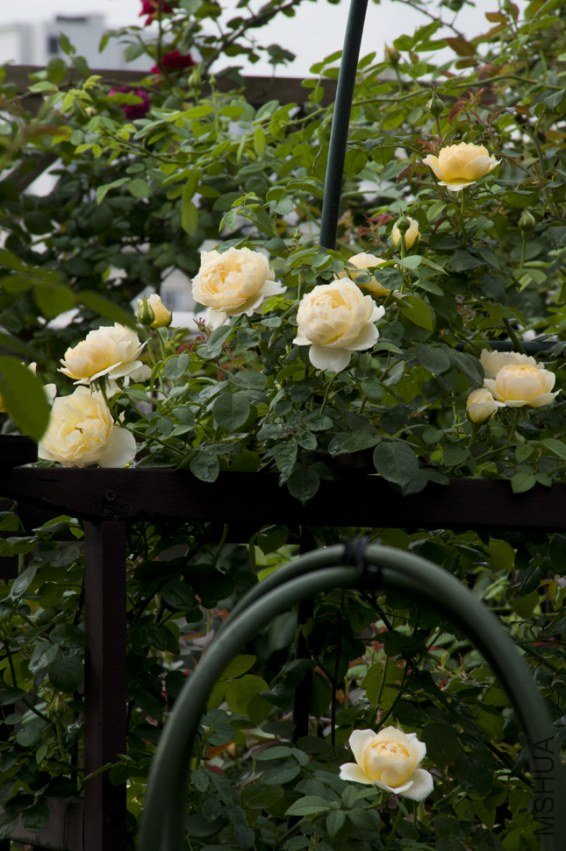 DSC_0027.jpg
