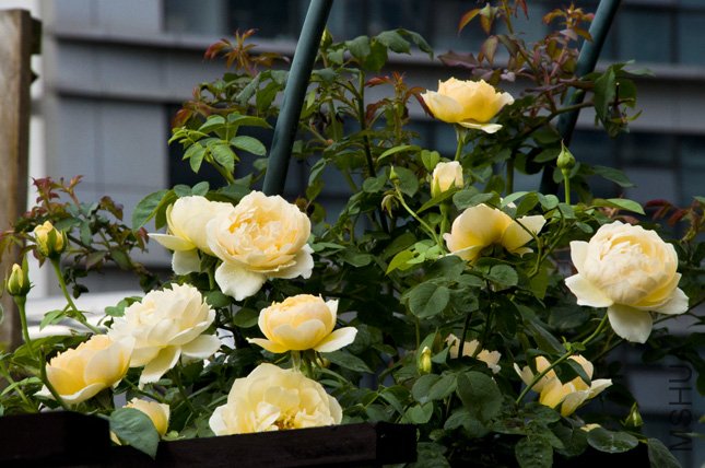 DSC_0029.jpg
